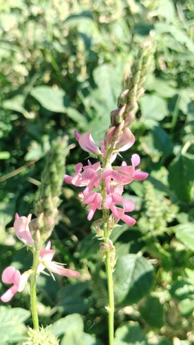 Onobrychis viciifolia