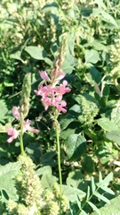 Onobrychis viciifolia, photograph (c) Nico Hernandez, some rights reserved (CC BY)