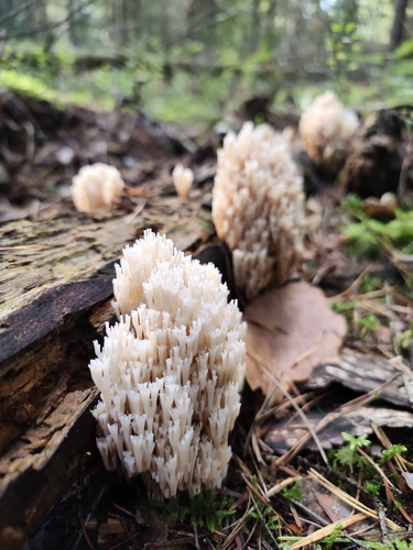crown-tipped coral fungus