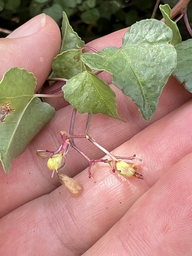 Jatropha cardiophylla, photograph 1