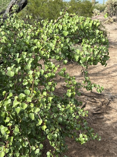 Jatropha cardiophylla, photograph 2