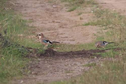 Eurasian Jay