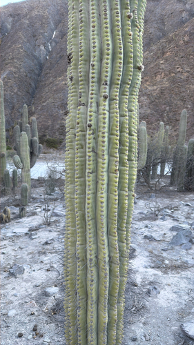 Leucostele terscheckii
