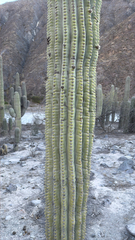 Leucostele terscheckii
