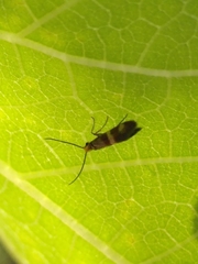 Micropterix aglaella