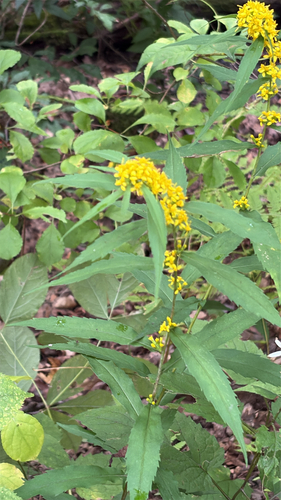 bluestem goldenrod
