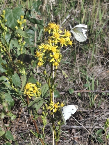 Small White