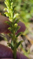 Microtis arenaria
