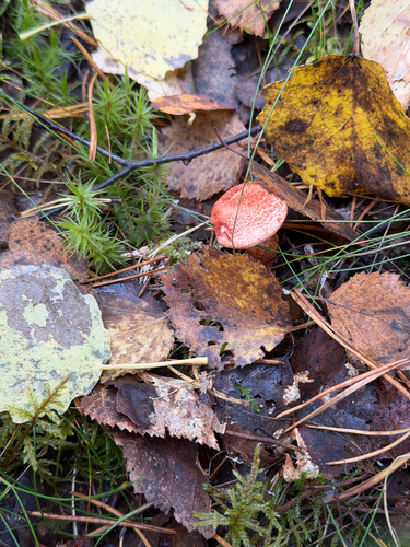 dappled webcap
