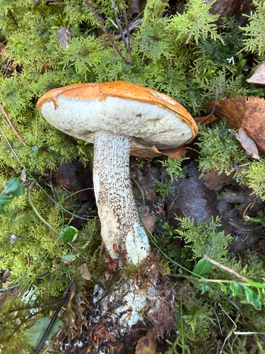 Orange Birch Bolete