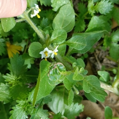 Solanum nitidibaccatum