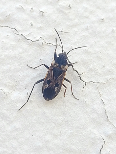 bright-spotted groundbug