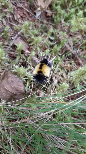 Spotted Tussock Moth