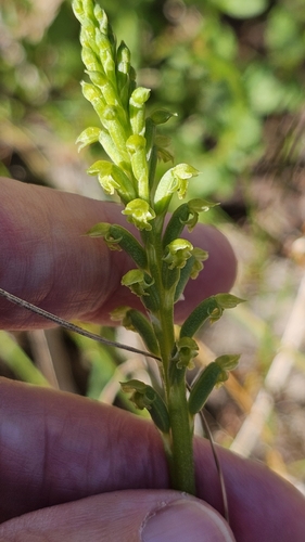 Microtis arenaria, photograph 2