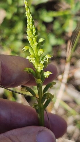Microtis arenaria, photograph 3