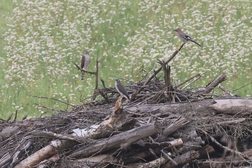 Eurasian Sparrowhawk