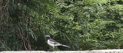 White-browed Wagtail