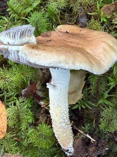 Conifer roundhead