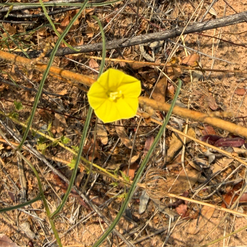 Narrow-leaved Merremia