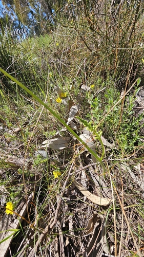 Microtis arenaria, photograph 4