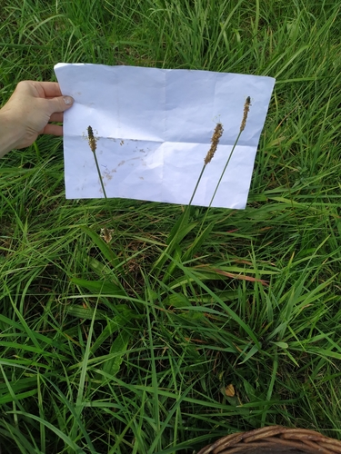 ribwort plantain