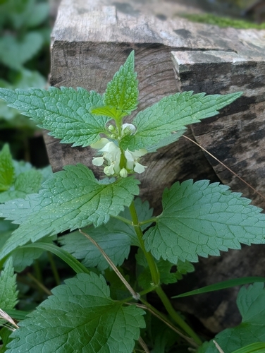 White deadnettle