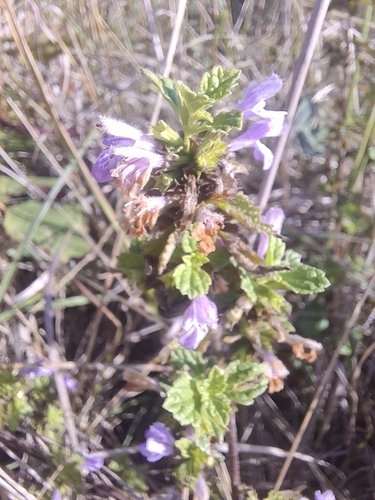 Black horehound