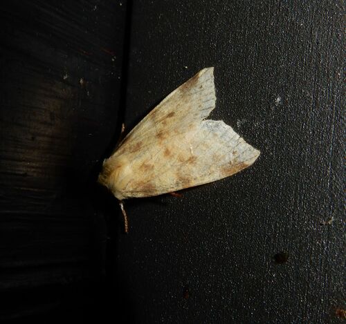 The Sallow