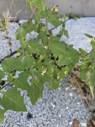 black nightshade