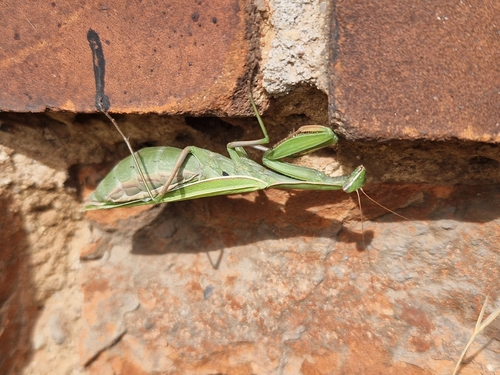 European Mantis