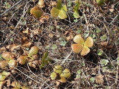 Marsilea vestita