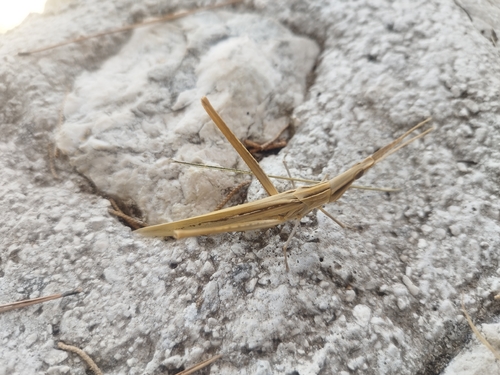 Mediterranean Slant-faced Grasshopper