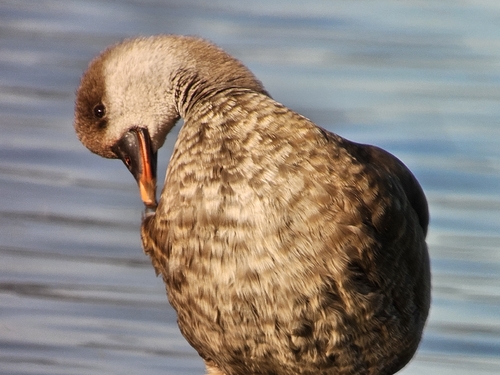 Red-crested Pochard