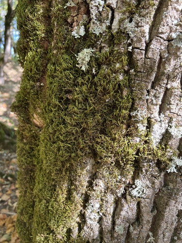 squirrel-tail moss