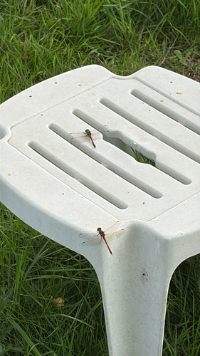 Common Darter