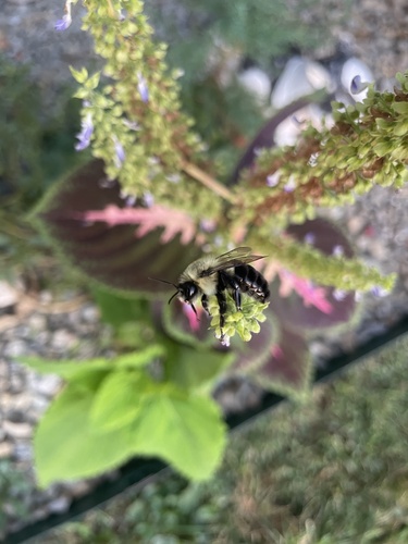 Common Eastern Bumble Bee