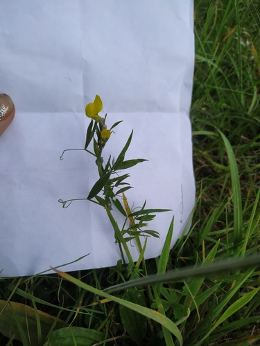 meadow pea