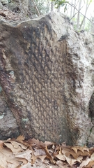 Lepidodendron