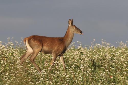 Red Deer