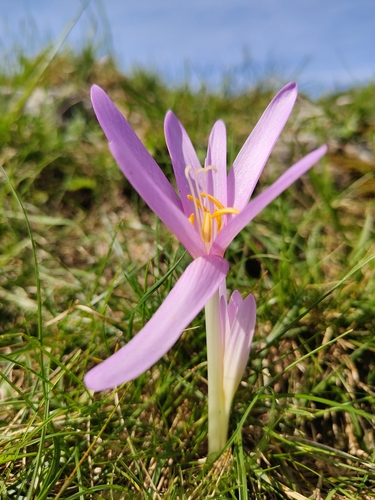 Autumn Crocus