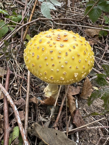 American Yellow Fly Agaric