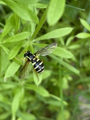 Xanthogramma citrofasciatum