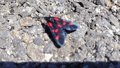 Zygaena lonicerae