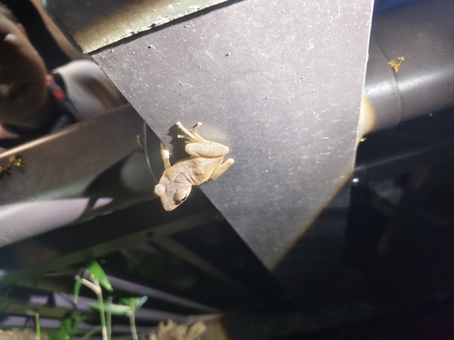 Taiwan Whipping Frog