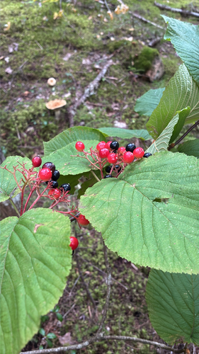 hobblebush