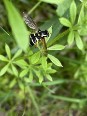Xanthogramma citrofasciatum