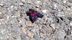 Zygaena lonicerae