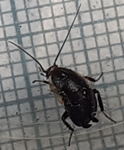 Phyllodromica maculata