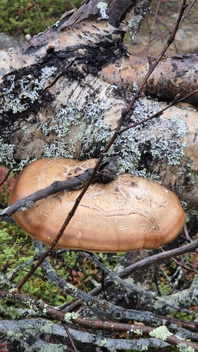 birch polypore