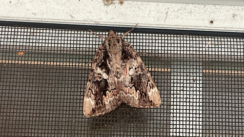 Betrothed Underwing